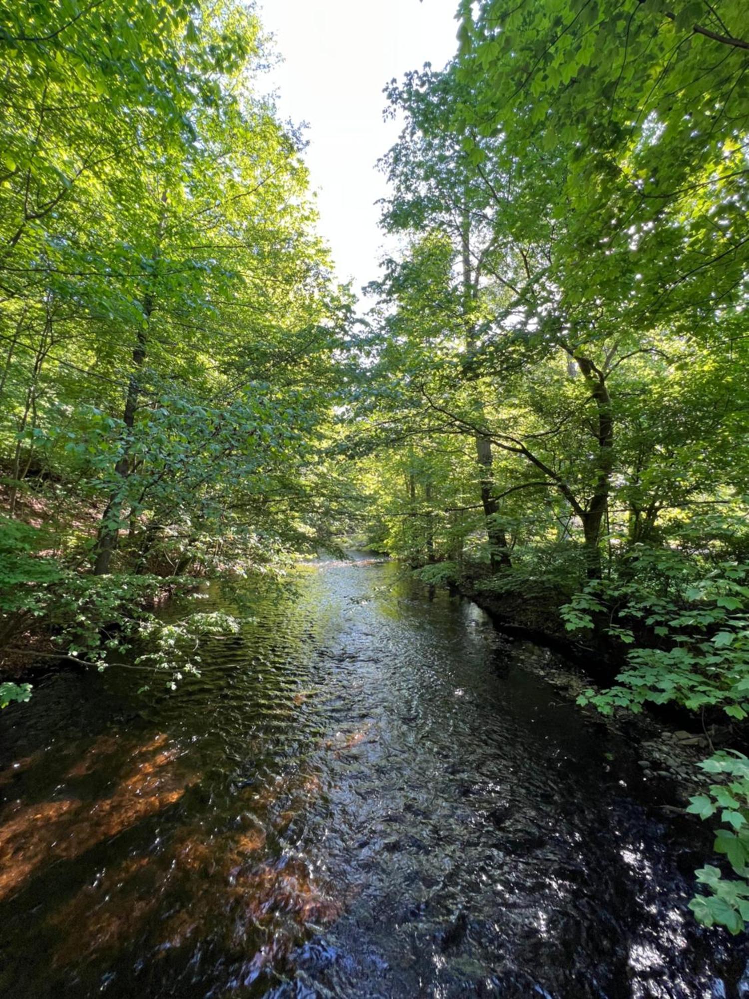 Pension Villa Pangea Bad Lauterberg Zewnętrze zdjęcie